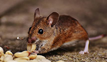 24 Hour & Emergency Exterminators in Oviedo, FL